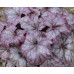 Гейхера Плам Ройял (Heuchera Plum Royale) Гейхера Плам Ройял (Heuchera Plum Royale)