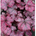 Гейхера Плам Ройял (Heuchera Plum Royale) Гейхера Плам Ройял (Heuchera Plum Royale)