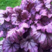 Гейхера Плам Ройял (Heuchera Plum Royale) Гейхера Плам Ройял (Heuchera Plum Royale)