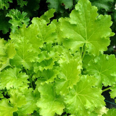 Гейхера Рекс Лайм (Heuchera Rex Lime) Гейхера Рекс Лайм (Heuchera Rex Lime)
