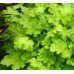 Гейхера Рекс Лайм (Heuchera Rex Lime) Гейхера Рекс Лайм (Heuchera Rex Lime)