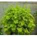 Гейхера Рекс Лайм (Heuchera Rex Lime) Гейхера Рекс Лайм (Heuchera Rex Lime)