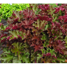 Гейхера Рекс Ред (Heuchera Rex Red) Гейхера Рекс Ред (Heuchera Rex Red)