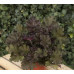 Гейхера Рекс Ред (Heuchera Rex Red) Гейхера Рекс Ред (Heuchera Rex Red)