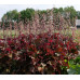 Гейхера Рекс Ред (Heuchera Rex Red) Гейхера Рекс Ред (Heuchera Rex Red)