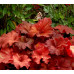Гейхера Рио (Heuchera Rio) Гейхера Рио (Heuchera Rio)