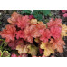 Гейхера Рио (Heuchera Rio) Гейхера Рио (Heuchera Rio)
