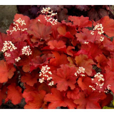 Гейхера Рио (Heuchera Rio) Гейхера Рио (Heuchera Rio)