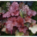 Гейхера Рио (Heuchera Rio) Гейхера Рио (Heuchera Rio)