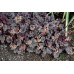 Гейхера Шанхай (Heuchera Shanghai) Гейхера Шанхай (Heuchera Shanghai)