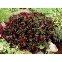 Гейхера Шоколад Раффлс (Heuchera Chocolate Ruffles) Гейхера Шоколад Раффлс (Heuchera Chocolate Ruffles)