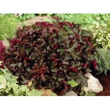 Гейхера Шоколад Раффлс (Heuchera Chocolate Ruffles) Гейхера Шоколад Раффлс (Heuchera Chocolate Ruffles)
