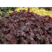 Гейхера Шоколад Раффлс (Heuchera Chocolate Ruffles) Гейхера Шоколад Раффлс (Heuchera Chocolate Ruffles)