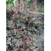 Гейхера Шоколад Раффлс (Heuchera Chocolate Ruffles) Гейхера Шоколад Раффлс (Heuchera Chocolate Ruffles)