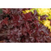 Гейхера Шоколад Раффлс (Heuchera Chocolate Ruffles) Гейхера Шоколад Раффлс (Heuchera Chocolate Ruffles)