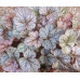 Гейхера Сильвер Скроллс (Heuchera Silver Scrolls) Гейхера Сильвер Скроллс (Heuchera Silver Scrolls)