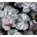 Гейхера Сильвер Скроллс (Heuchera Silver Scrolls) Гейхера Сильвер Скроллс (Heuchera Silver Scrolls)