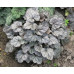 Гейхера Сильвер Скроллс (Heuchera Silver Scrolls) Гейхера Сильвер Скроллс (Heuchera Silver Scrolls)