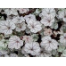 Гейхера Сильвер Скроллс (Heuchera Silver Scrolls) Гейхера Сильвер Скроллс (Heuchera Silver Scrolls)