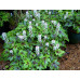 Гейхера Старберст (Tiarella Starburst) Гейхера Старберст (Tiarella Starburst)