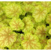 Гейхера Тирамису (Heuchera Tiramisu) Гейхера Тирамису (Heuchera Tiramisu)