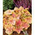 Гейхера Тирамису (Heuchera Tiramisu) Гейхера Тирамису (Heuchera Tiramisu)