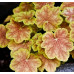 Гейхера Тирамису (Heuchera Tiramisu) Гейхера Тирамису (Heuchera Tiramisu)