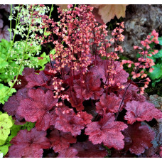 Гейхера Черри Кола (Heuchera Cherry cola) Гейхера Черри Кола (Heuchera Cherry cola)