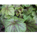 Гейхера Электра (Heuchera Electra) Гейхера Электра (Heuchera Electra)