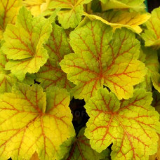 Гейхера Электра (Heuchera Electra) Гейхера Электра (Heuchera Electra)