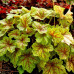 Гейхера Электра (Heuchera Electra) Гейхера Электра (Heuchera Electra)