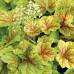 Гейхера Электра (Heuchera Electra) Гейхера Электра (Heuchera Electra)