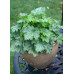 Гейхера Лайм Свизл (Heuchera Lime Swizzle) Гейхера Лайм Свизл (Heuchera Lime Swizzle)