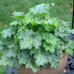 Гейхера Лайм Свизл (Heuchera Lime Swizzle) Гейхера Лайм Свизл (Heuchera Lime Swizzle)