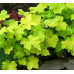 Гейхера Фисташ (Heuchera Pistache) Гейхера Фисташ (Heuchera Pistache)