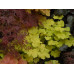 Гейхера Фисташ (Heuchera Pistache) Гейхера Фисташ (Heuchera Pistache)