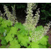 Гейхера Фисташ (Heuchera Pistache) Гейхера Фисташ (Heuchera Pistache)