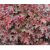 Гейхера Кримсон Керлз (Heuchera Crimson Curls) Гейхера Кримсон Керлз (Heuchera Crimson Curls)