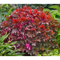 Гейхера Кримсон Керлз (Heuchera Crimson Curls) Гейхера Кримсон Керлз (Heuchera Crimson Curls)