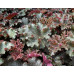Гейхера Кримсон Керлз (Heuchera Crimson Curls) Гейхера Кримсон Керлз (Heuchera Crimson Curls)