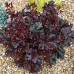 Гейхера Кримсон Керлз (Heuchera Crimson Curls) Гейхера Кримсон Керлз (Heuchera Crimson Curls)