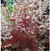 Гейхера Пинк Перлс (Heuchera Pink Pearls) Гейхера Пинк Перлс (Heuchera Pink Pearls)
