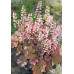 Гейхера Пинк Перлс (Heuchera Pink Pearls) Гейхера Пинк Перлс (Heuchera Pink Pearls)