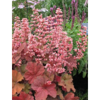 Гейхера Пинк Перлс (Heuchera Pink Pearls) Гейхера Пинк Перлс (Heuchera Pink Pearls)