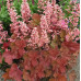 Гейхера Пинк Перлс (Heuchera Pink Pearls) Гейхера Пинк Перлс (Heuchera Pink Pearls)