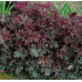 Гейхера Принц (Heuchera Prince) Гейхера Принц (Heuchera Prince)