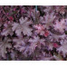 Гейхера Принц (Heuchera Prince) Гейхера Принц (Heuchera Prince)