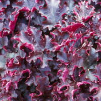 Гейхера Принц (Heuchera Prince) Гейхера Принц (Heuchera Prince)