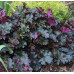 Гейхера Принц (Heuchera Prince) Гейхера Принц (Heuchera Prince)
