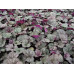 Гейхера Регина (Heuchera Regina) Гейхера Регина (Heuchera Regina)